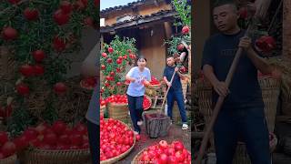 Fresh Pomegranate 🍑🍑 Harvesting from Farm with Rural Farmer 🥱🥱 #shorts #youtubeshorts