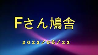 Fさん鳩舎　2022年6月22日