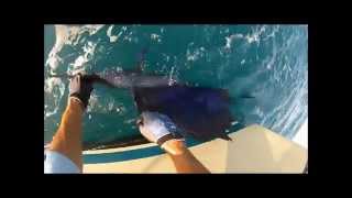 Sailfish Aboard The Reel Deal