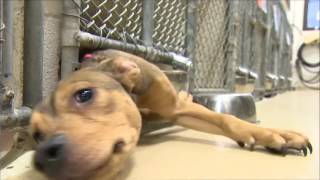 Nearly 60 puppies dropped off at local shelter in just one hour