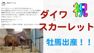 【リアル競馬】ダイワスカーレット出産おめでとう！ウマ娘から競馬に興味持つ人続出！牡馬誕生サックっと紹介！※ロードカナロアをロードカナリアと間違っています。