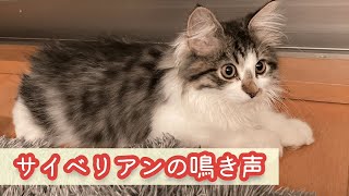 【鳴き声】寂しがり屋のサイベリアンがとにかく可愛い！ #生後4ヶ月