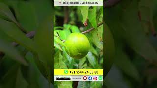 തേനൂറും മധുരമുള്ള അബിയു മലപ്പുറത്ത് ABIU FRUIT FARMING |#tranding