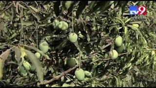 Bad weather hits mango crop in Valsad - Tv9