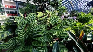 Des plantes tropicales pour une décoration d’intérieur chaleureuse et originale