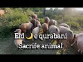 EID 🌙 e QURBANI | Sacrifice Animal | @Ovais Reshi |