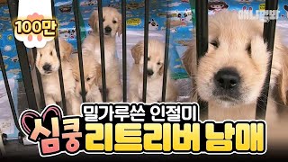 보고있으면 힐링되는 골든리트리버 아가들