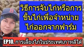 การเลี้ยงไก่เนื้อระบบปิด วิธีการจับไก่ออกจำหน่ายหรือขึ้นไก่