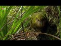 kakapo auf 3sat