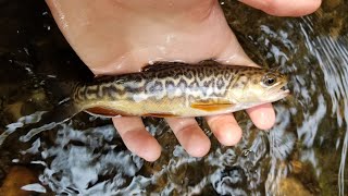 Extremely Rare Tiger Trout Caught and Released in Michigan Stream!