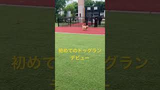 ぷー　ドッグランデビュー　♯トイプードル　♯ポメラニアン　♯ポメプー