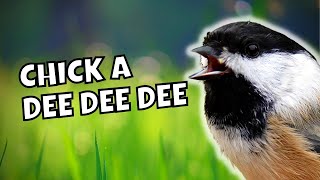 The Chick-a-dee-dee Call Explained