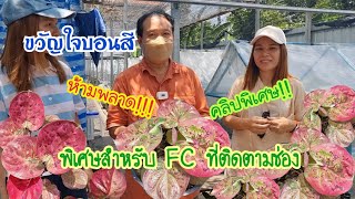 ห้ามพลาด.!.ลูกไม้ด่างสวยละลานตา พิเศษ.!!.สุดๆ สำหรับ FC ที่ติดตามช่องฮักแฮงสไตส์ทุกท่าน #ขวัญใจบอนสี