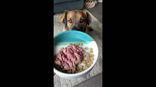 Make RAW Dog Food More AFFORDABLE by Mixing With Kibble