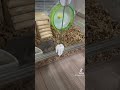 床材を変えただけなのに ハムスターのいる生活 ハムスター 小動物 かわいい hamsters 可愛い ショック