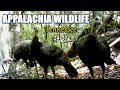 Appalachia Wildlife Video 24-37 of AS THE RIDGE TURNS in the Foothills of the Great Smoky Mountains