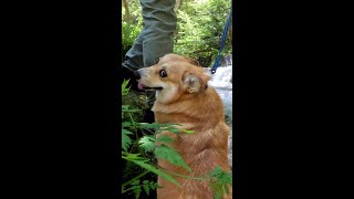 2024年6月 振り返れば川でばかり遊んでいたコーギー / The Corgi spent all of June 2024 splashing around in the river