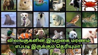 விலங்குகளின் இயற்கை மரணம் எப்படி இருக்கும் தெரியுமா  | Animals nature death | Wildlife animals