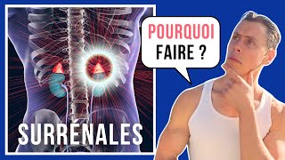 Glandes surrénales - Le système endocrinien épisode 05