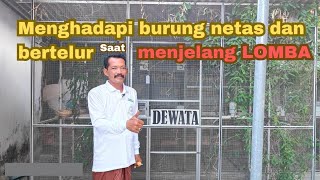 mengahadapi burung Bertelur dn netas tetap bunyi waktu LOMBA