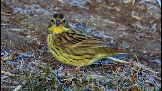 アオジ世田谷地区 2024 12 28 #アオジ #野鳥 #birds #wildlife #nature #自然観察ぶらり散歩