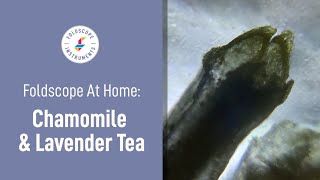 Foldscope at Home: Chamomile and Lavender Tea