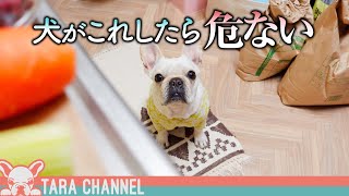 台所でこの行動をする犬は本当に危険ですw