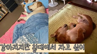 강아지들한테 침대 뺏기고 이불도 뺏긴 그 사람이 바로 나예요. [DogVlog]