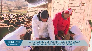 Напрежение във Велинград: БАБХ взеха повторни 315 проби от овцете