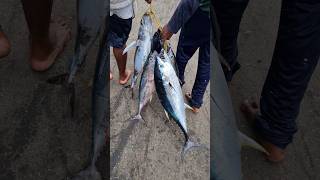 Vizag Fishing harbour విశాఖ ఫిషింగ్ హార్బర్ #shorts #fishing #fish #4k #vizag #fyp