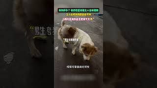 狗狗懷孕了 但仍堅持陪主人出來擺攤，主人心疼狗狗跟著她可憐，「所以愛真的是會覺得虧欠😭」#狗 #熱點新聞 #新聞