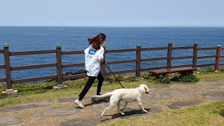 Marathon with Retriever in Jeju