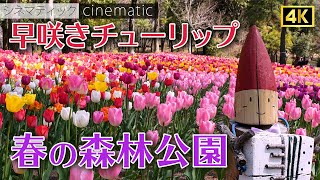 武蔵丘陵森林公園  早咲きチューリップ　シネマティック　2023　/  Musashi-Kyuryo National Government Park　tulips　cinematic【 4K 】