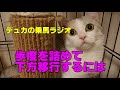 【乗馬】歩度をつめて下方移行する話【馬ブログ】