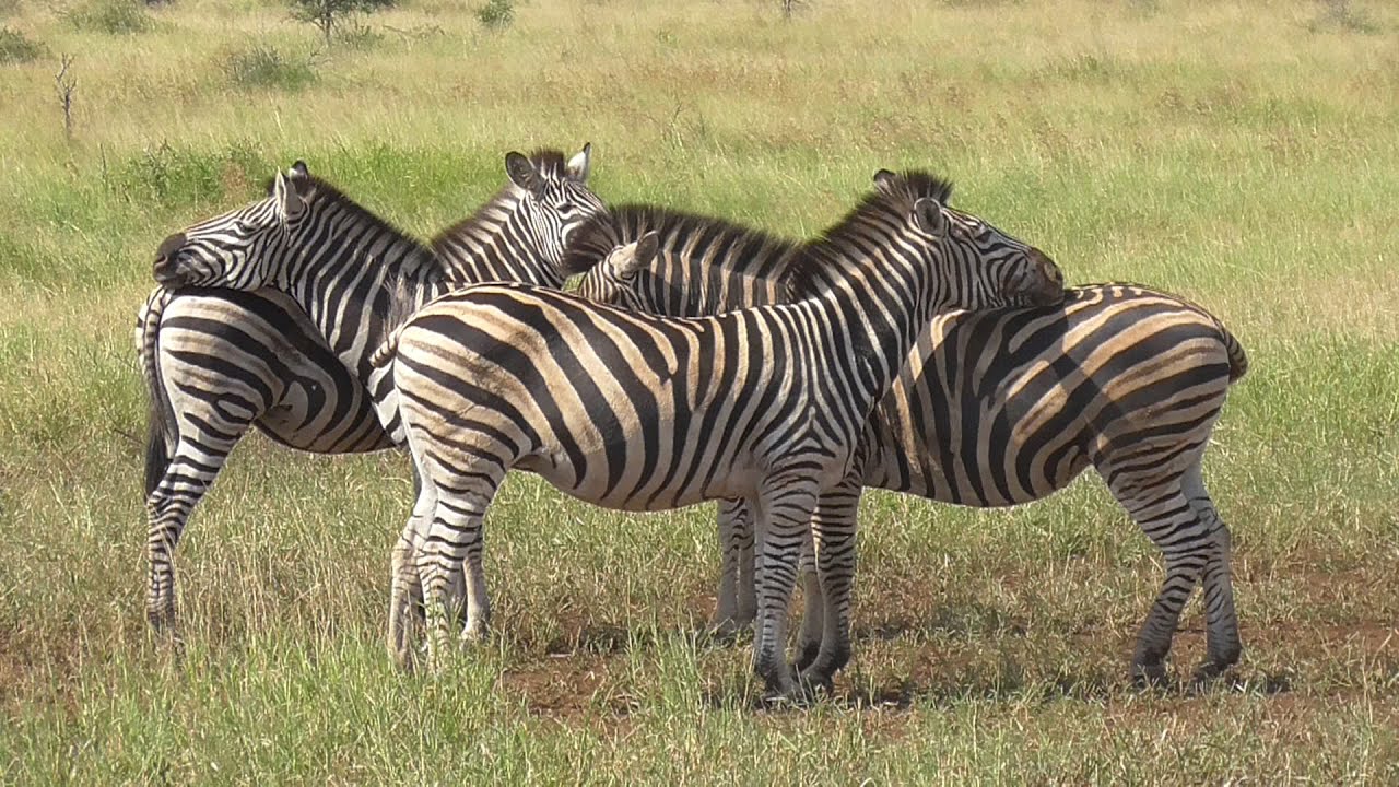 SOUTH AFRICA Burchell's Zebra (3) (Kruger National Park) - YouTube