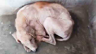 Puppy's joyful transformation--dying from mange, thriving from love.