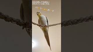 呼んでも来ない。オカメインコとおしゃべり。Chatting cockatiel. #Shorts