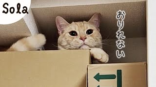 ついに自力で降りられなくなった［ジェネッタ猫｜生後16ヵ月］