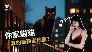 動物真的能預測地震?超越人類的超能力? | 緁熙