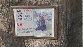 ヒグマのイナオ君　ヒグマの森　どきどきストリート　東武動物公園に行ってきました！   2018年5月27日　00246