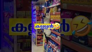 അയ്യോ cctv പൂച്ച സർ പെട്ടു😂😂 #shortsfeed #funnyanimals #shorts