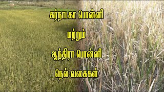 கர்நாடகா பொன்னி மற்றும் ஆந்திரா பொன்னி நெல் வகைகள் இரண்டிற்கும் உள்ள வேற்றுமை