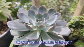 北阳台搬到南阳台！芙蓉雪莲、莎莎女王等绿的多肉都要逆袭？