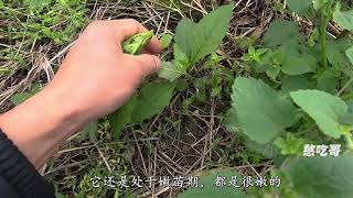 过年大鱼大肉吃腻了，试试这种野菜