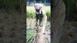 কৃষকের ঘাম ঝরানো পরিশ্রমের আমরা পাই আহার চাহিদা।# ইরি ধান কাটা#farmer.