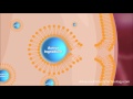 Liposomal Encapsulation Technology