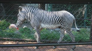 餌の干し草を食べているシマウマさんと別のシマウマさんについて行くキリンさん♪【野毛山動物園、令和3年8月1日日曜日】