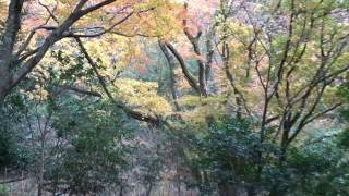 宮妻峡　紅葉　四日市市　三重県