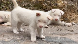 农村下司犬小狗见到陌生人都会热情打招呼，可爱温顺从来不咬人