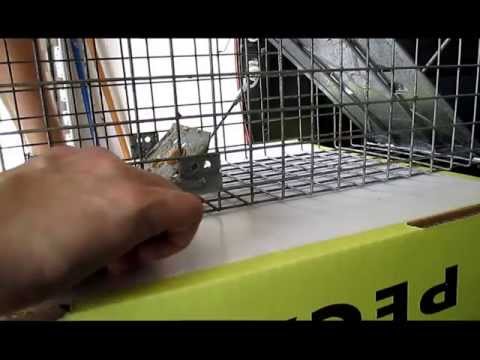 Setting and Catching a Squirrel in a Havahart 1030 Trap Setting and Catching a Squirrel in a Havahart 1030 Trap